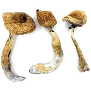  buy gold cap mushrooms online Uk