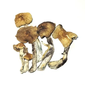 Mckennaii Magic Mushrooms