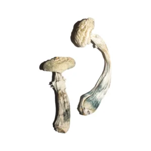 Buy Avery Albino Mushrooms Uk