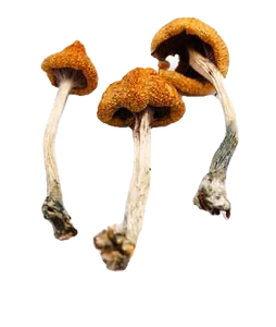 buy mushroom online uk