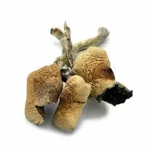 Buy amazonian mushrooms online Uk