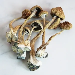 buy psilocybin mushrooms UK