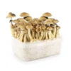 McKennaii Mushroom Grow Kit