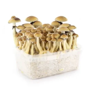 buy mushroom grow kit UK