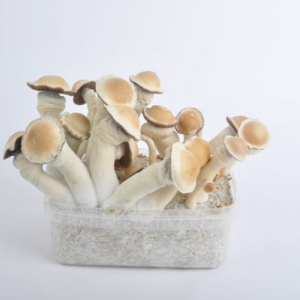 penis envy grow kit Uk, Psychedelic Mushroom Kits for Sale UK