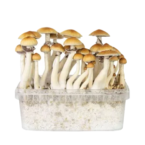 Golden Teacher grow kit UK, mushroom grow kits london