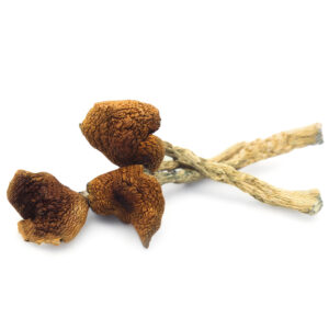 B+ Magic Mushrooms online Uk