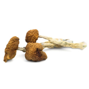 Buy magic mushrooms in the UK