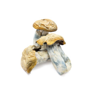 Buy Hillbilly Mushroom Online, Buy Hillbilly Mushroom UK, Arkansas Magic Mushrooms