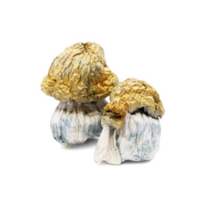 Buy Avalanche Mushrooms Uk