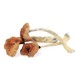 Buy Malabar Coast Mushrooms