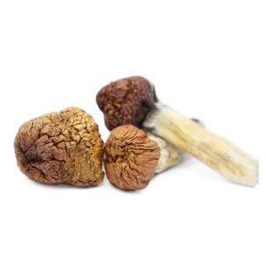 Mazatapec Mushrooms Online Uk