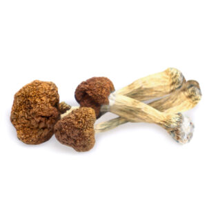 Buy Vietnamese Mushroom Ireland