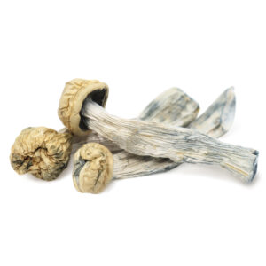 Buy Yeti Mushrooms Uk