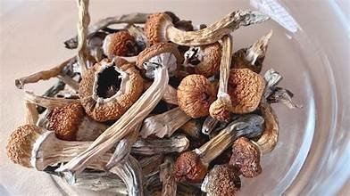 🍄 Psychedelic Mushrooms UK: Prices, Effects & Safety Guide