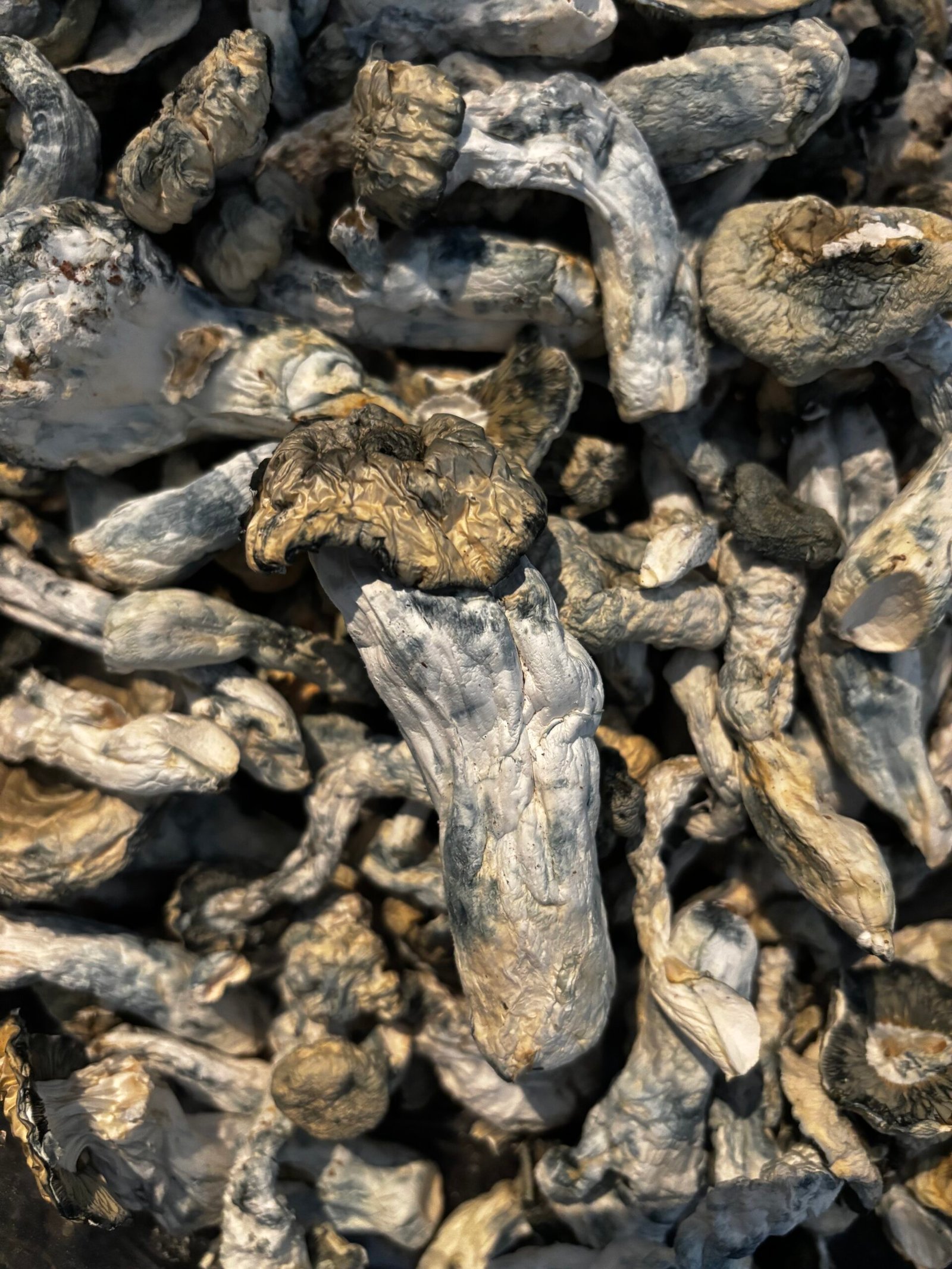 magic mushrooms order online