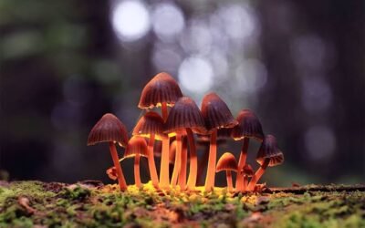 Magic Mushroom Strains: The Complete Guide