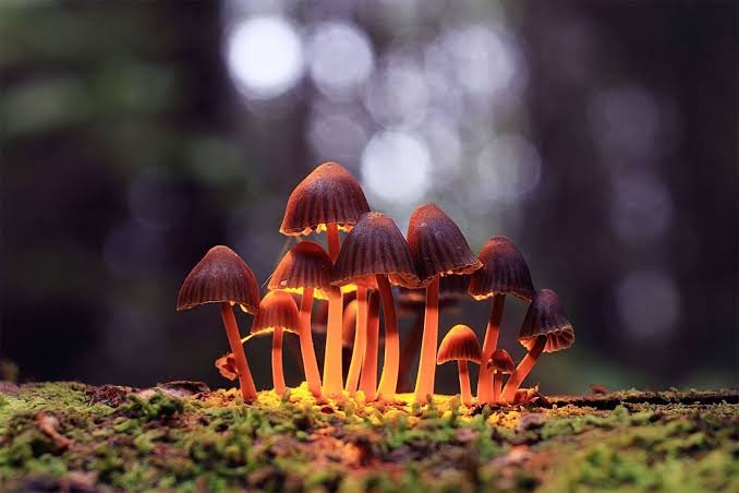 Buying Magic Mushroom in UK