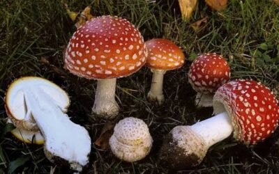The Magic Mushroom Trip: A Safety & Preparation Guide