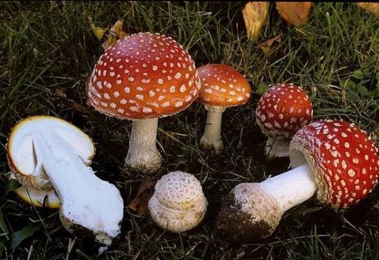 buy mushrooms magic