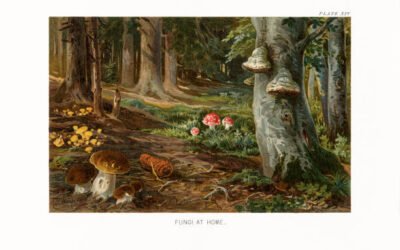 The History of Mushroom Farming and Cultivation
