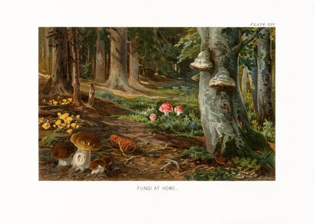 History of mushroom farming