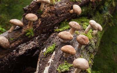 How to Grow Shiitake Mushrooms at Home: Complete Guide