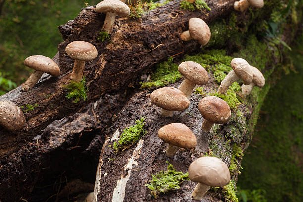How to grow shiitake mushrooms at home