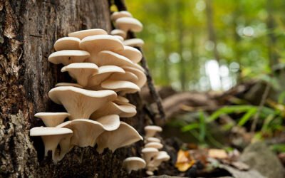 The Health Benefits of Oyster Mushrooms: Nutrition, Wellness and How to Eat Them