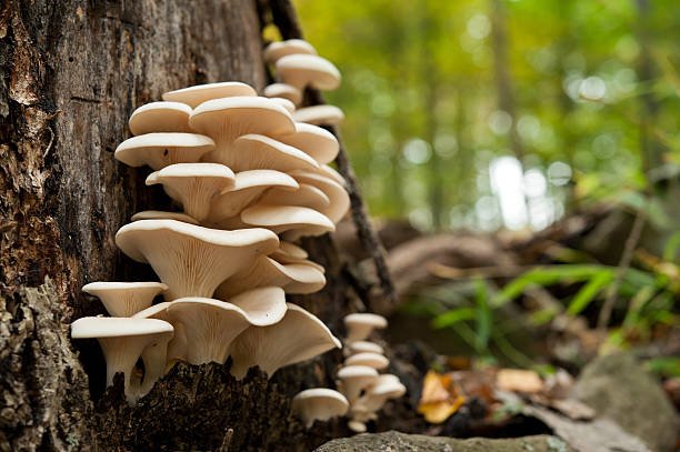 The Health Benefits of Oyster Mushrooms