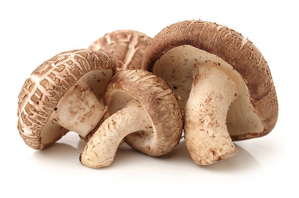 Shiitake mushroom 